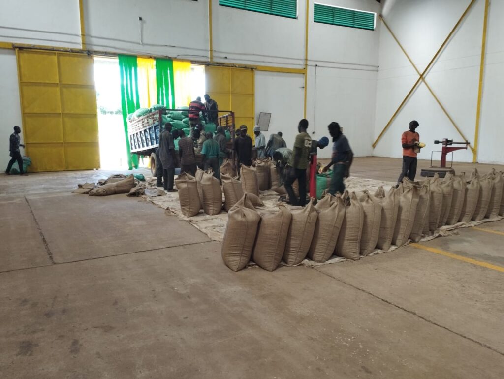 Graded Grains Being Packed & Stored in Jute Bags in Certified Warehouse